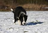 BORDER COLLIE 1036